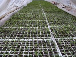 西瓜、苦瓜、梨瓜、辣椒等一系列產(chǎn)品的幼苗培植價(jià)格_西瓜、苦瓜、梨瓜、辣椒等一系列產(chǎn)品的幼苗培植_陜西西安市西瓜、苦瓜、梨瓜、辣椒等一系列產(chǎn)品的幼苗培植生產(chǎn)供應(yīng)商_花卉種子、種苗盡在搜了網(wǎng)