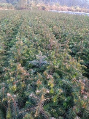 陜西一年生杉木樹(shù)多少錢