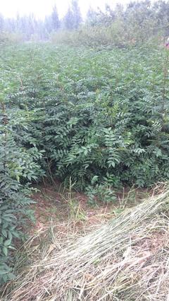 【嫁接兩年火葫蘆陜西樹(shù)苗哪里有火葫蘆柿子苗 韓城種苗品牌】?jī)r(jià)格,廠家,柿樹(shù)