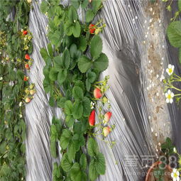 【豐香草莓苗草莓苗什么時(shí)候種】- 