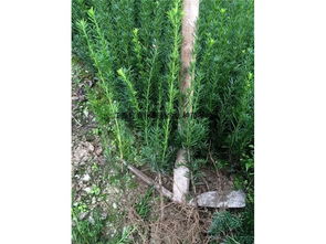 陜西曼地亞紅豆杉小苗哪家好