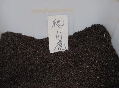 【供應寧夏爬山虎種子價格】價格,廠家,其他種子、種苗-搜了網(wǎng)