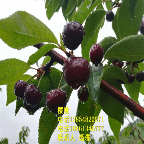 【早熟大櫻桃苗優(yōu)質櫻桃樹苗新品種櫻桃樹苗】- 