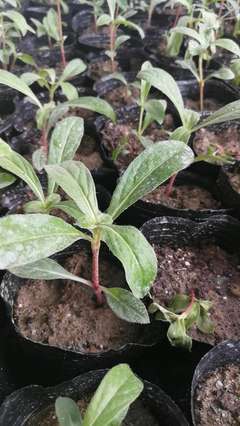 陜西地區供應醉蝶花杯苗種苗容器苗觀賞草花