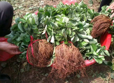 脫毒草莓苗種苗、草莓苗種苗畝產量多少
