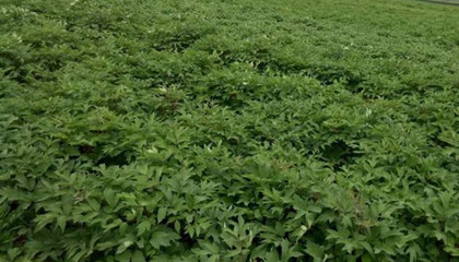 批發(fā)優(yōu)質(zhì)牡丹苗-油用牡丹種植技術(shù)指導(dǎo)-廠家直銷牡丹苗價格-和慶堂藥材種苗