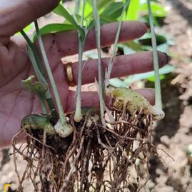 陜西商洛鎮(zhèn)安縣鎮(zhèn)安縣禾雨種植專業(yè)合作社黃精種苗