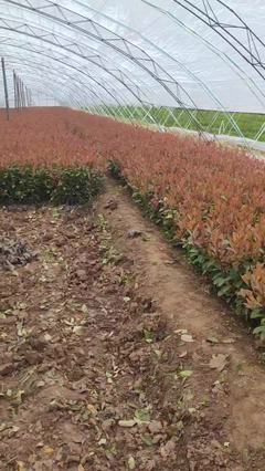 陜西咸陽楊陵區(qū)黃楊苗、黃刺梅種苗、金森女貞杯苗、石楠苗、海桐苗張澤民種植基地_地址_產(chǎn)地貨源