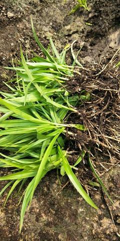 [白芨種苗批發(fā)]陜西商洛山陽縣白芨種苗 0.90元/棵純紫花白芨 _ 一畝田