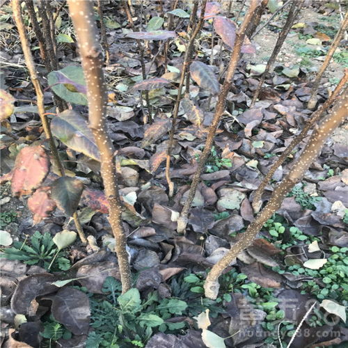 【梨樹苗合作社、地徑0.8厘米秋月梨樹苗】- 