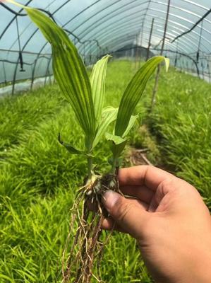 [三叉白芨種苗批發]陜西商洛商州區白芨種苗 9.80元/件樣品通 _ 一畝田