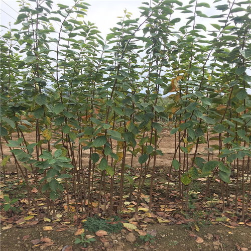【雞心柿子樹苗、雞心柿子樹苗價(jià)格及基地】- 