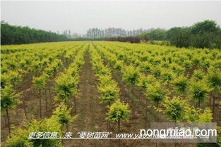 國(guó)槐樹苗 多種規(guī)格 陜西周至發(fā)貨