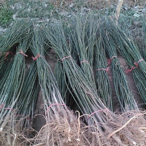 甘孜州無(wú)刺嫁接花椒樹苗種植方法,韓城獅子頭花椒苗成活率