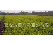 陜西營(yíng)養(yǎng)缽苗木優(yōu)質(zhì)商家置頂推薦產(chǎn)品