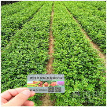 【陜西花椒苗基地批發(fā)花椒樹苗價(jià)格】-