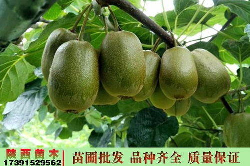 寶雞眉縣紅陽(yáng)獼猴桃的樹苗獼猴桃苗廠家價(jià)錢陜西彌猴桃包郵