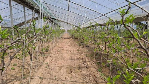 國家地理標(biāo)志保護(hù)產(chǎn)品 陜西大荔冬棗大棚承載希望