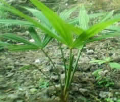 耐寒棕樹苗價(jià)格_耐寒棕樹苗_陜西商洛市耐寒棕樹苗生產(chǎn)供應(yīng)商_花卉種子、種苗盡在搜了網(wǎng)