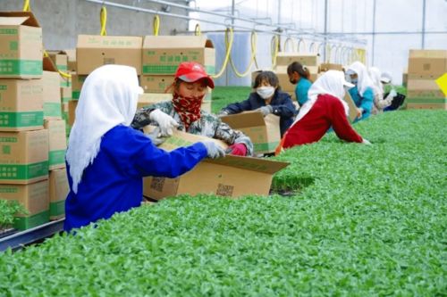 2020年度和潤農(nóng)業(yè)種子公司種苗廠春季茬口種苗生產(chǎn)優(yōu)秀員工表彰大會隆重召開