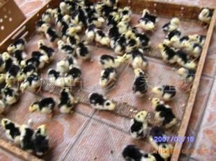 陜西貴妃雞種苗價(jià)格、西安市貴妃雞苗批發(fā)、銅川市貴妃雞苗報(bào)價(jià)_農(nóng)副產(chǎn)品_世界工廠網(wǎng)中國產(chǎn)品信息庫