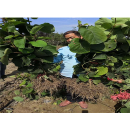 紅心獼猴桃種苗間距-坤威農業(在線咨詢)-陜西省獼猴桃種苗