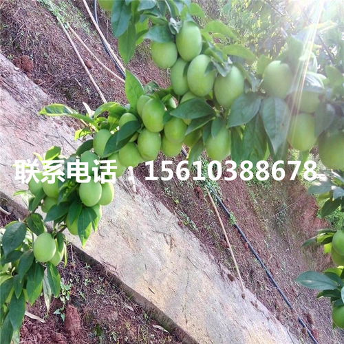 【嫁接李子苗、嫁接李子苗批發(fā)價格】- 