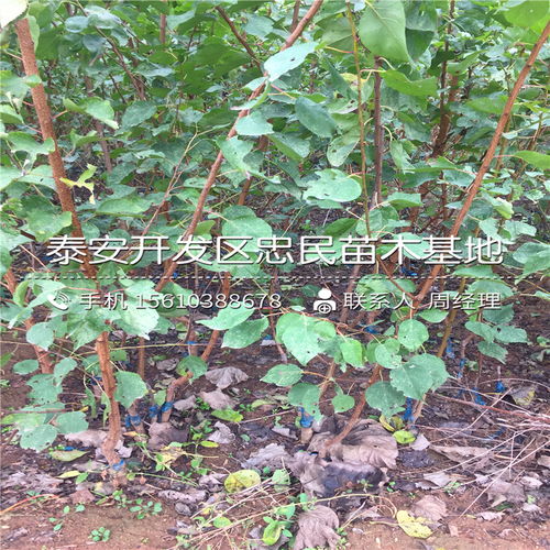 【2018年凱特杏樹苗報(bào)價2018年凱特杏樹苗價格多少】- 