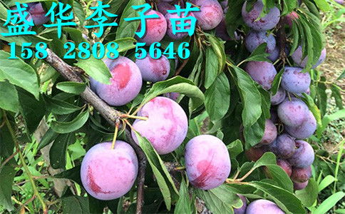 【秦地陜西脆紅李苗基地直銷,漢中安康商洛、寶雞西安渭南脆紅李樹苗價格廠家報(bào)價。】-