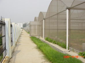 智能連棟溫室 壽光蔬菜大棚建設(shè) 鋼架冬暖式蔬菜大棚建造 愛農(nóng),智能連棟溫室 壽光蔬菜大棚建設(shè) 鋼架冬暖式蔬菜大棚建造 愛農(nóng)生產(chǎn)廠家,智能連棟溫室 壽光蔬菜大棚建設(shè)