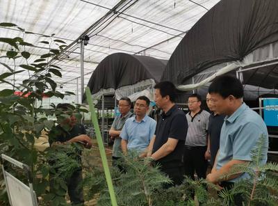 寶雞市麟游縣林業(yè)局率團(tuán)來略考察杜仲產(chǎn)業(yè)洽談合作事宜