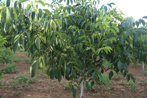 【陜西核桃苗】陜西核桃苗價(jià)格/圖片_陜西核桃苗批發(fā)/采購(gòu)_陜西核桃苗廠家/供應(yīng)商