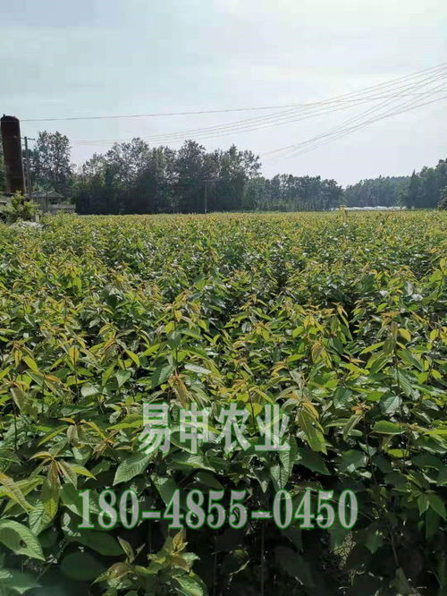 【青脆李子樹(shù)苗_陜西青脆李子樹(shù)苗價(jià)格_青脆李苗怎么種植】- 