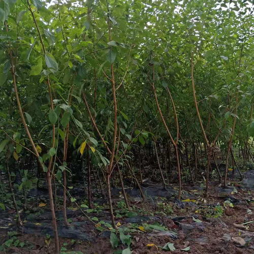 【哪里有優(yōu)質(zhì)李子樹(shù)苗,李子苗如何種植管理】- 