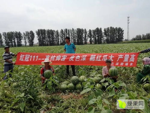 2020西瓜種子價(jià)格行情走勢(shì) 中國(guó)西瓜種子網(wǎng)