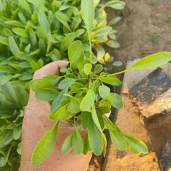 陜西金雞菊種苗價(jià)格