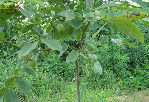 【岱豐核桃樹(shù)苗岱豐核桃樹(shù)苗批發(fā)商】- 