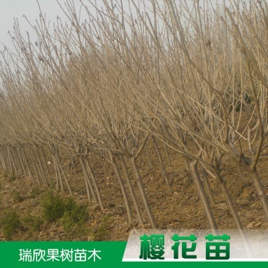 供應(yīng)陜西櫻花苗 櫻花種苗 櫻花種子 櫻花樹 櫻花樹苗