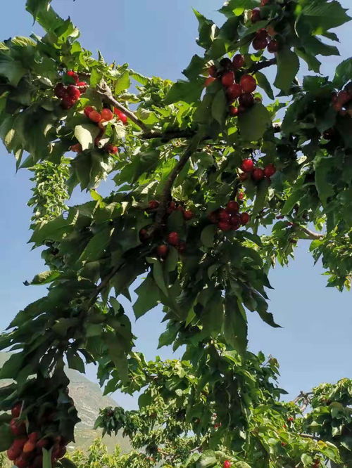 【自貢車?yán)遄用绶N植技術(shù),自貢車?yán)遄用缒抢锖谩? 