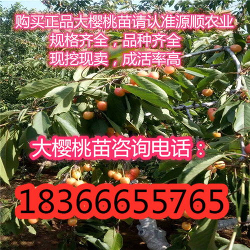 青海省齊早櫻桃樹(shù)苗多少錢