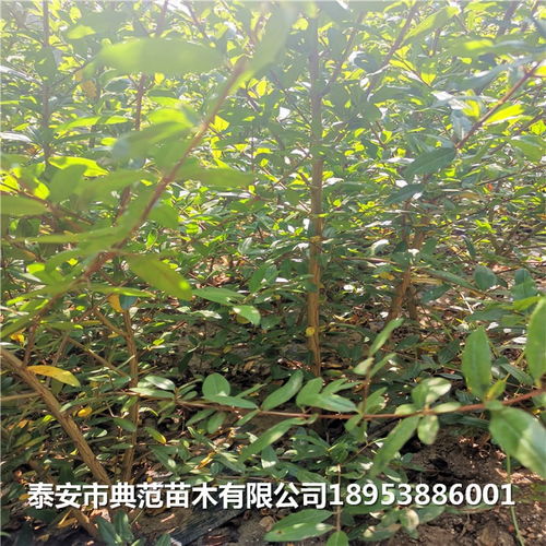 石榴樹(shù)苗多少錢 石榴苗產(chǎn)地直銷