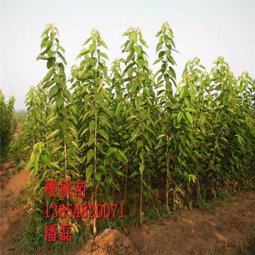 【黑珍珠櫻桃苗、黑珍珠櫻桃樹苗新品種、黑珍珠櫻桃樹樹苗價格多少】- 