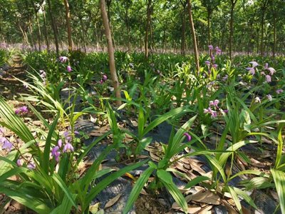 [白芨種苗批發]陜西商洛商州區白芨種苗 0.55元/棵白芨苗子, _ 一畝田