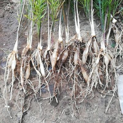 陜西潤(rùn)農(nóng)農(nóng)業(yè)優(yōu)質(zhì)天冬種苗