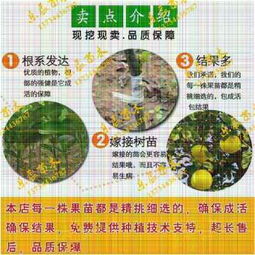 新聞 桃樹(shù)苗新品種 春雪桃樹(shù)苗 果樹(shù)苗價(jià)格