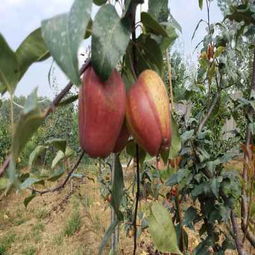 請(qǐng)您點(diǎn)擊 陜西安康嫁接核桃樹(shù)苗供應(yīng)商 種苗培育基地