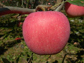 陜西水果批發(fā) 陜西水果代辦