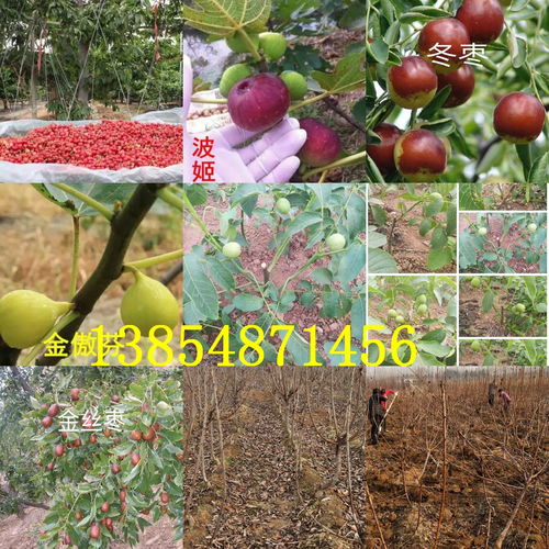 【陜西渭南柿子樹(shù)苗出售價(jià)錢、2年柿子樹(shù)苗哪里才賣】- 