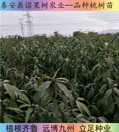 永不軟黃桃苗早熟桃樹(shù)苗品種早熟桃樹(shù)苗陜西早熟桃樹(shù)苗早熟桃樹(shù)苗品種