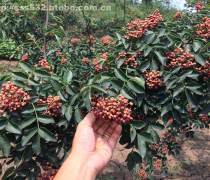 陜西花椒苗基地優(yōu)質(zhì)商家置頂推薦產(chǎn)品